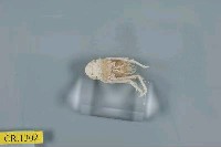 藏品(刺鎧蝦屬)的圖片